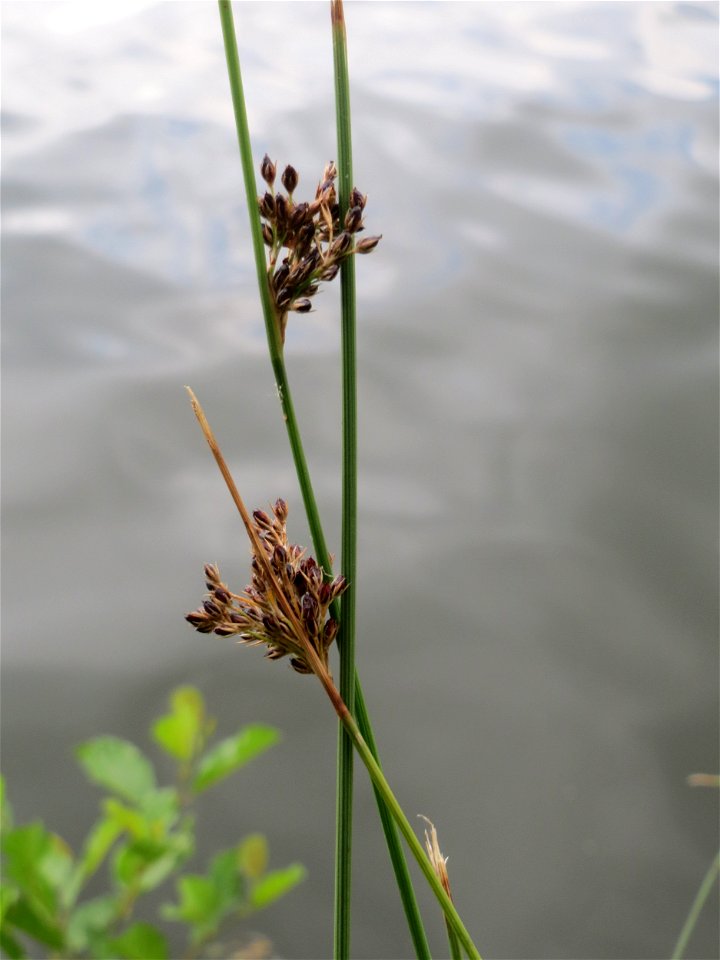 Flatter-Binse (Juncus effusus) an der Saar in Saarbrücken