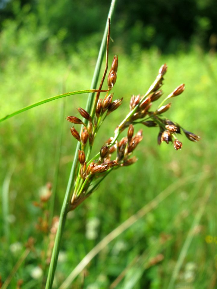 Flatter-Binse (Juncus effusus) im Naturschutzgebiet „St. Arnualer Wiesen“