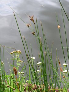 Flatter-Binse (Juncus effusus) an der Saar in Saarbrücken