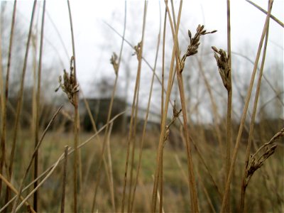 Flatter-Binse (Juncus effusus) auf einer nassen Wiese in Saarbrücken