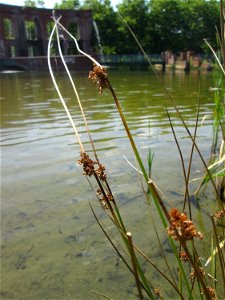Flatter-Binse (Juncus effusus) im Bürgerpark Saarbrücken