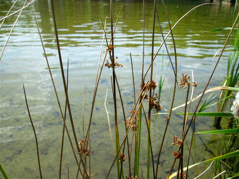 Flatter-Binse (Juncus effusus) im Bürgerpark Saarbrücken