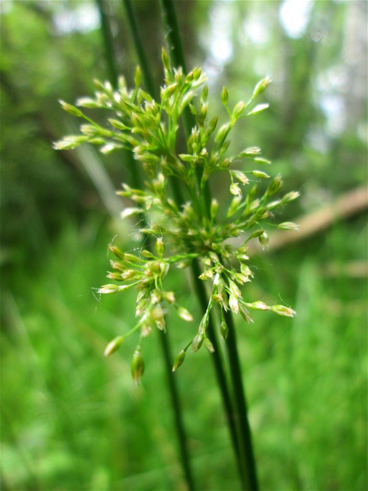 Flatter-Binse (Juncus effusus) im Naturschutzgebiet „St. Arnualer Wiesen“