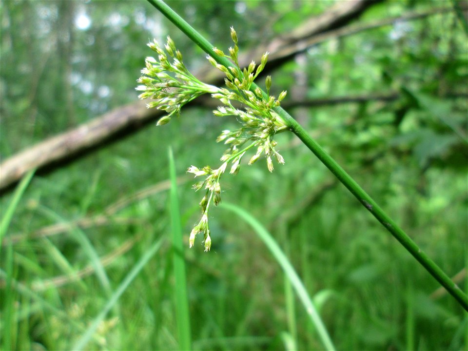Flatter-Binse (Juncus effusus) im Naturschutzgebiet „St. Arnualer Wiesen“
