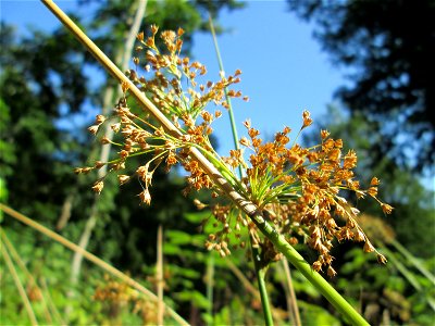 Flatter-Binse (Juncus effusus) im Wald bei Ensheim
