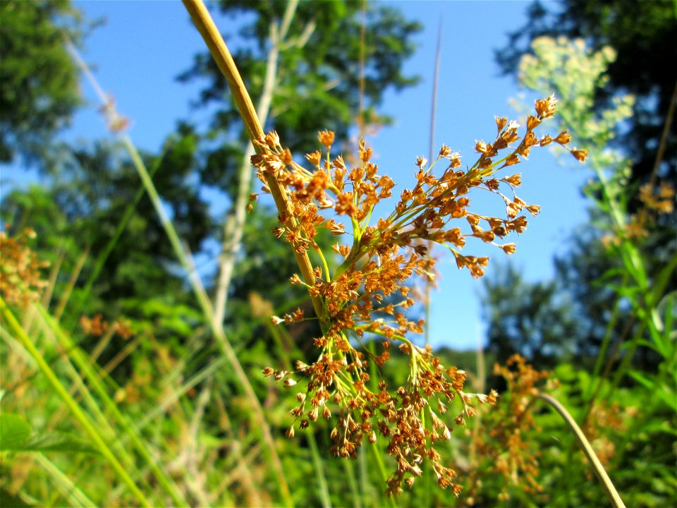 Flatter-Binse (Juncus effusus) im Wald bei Ensheim