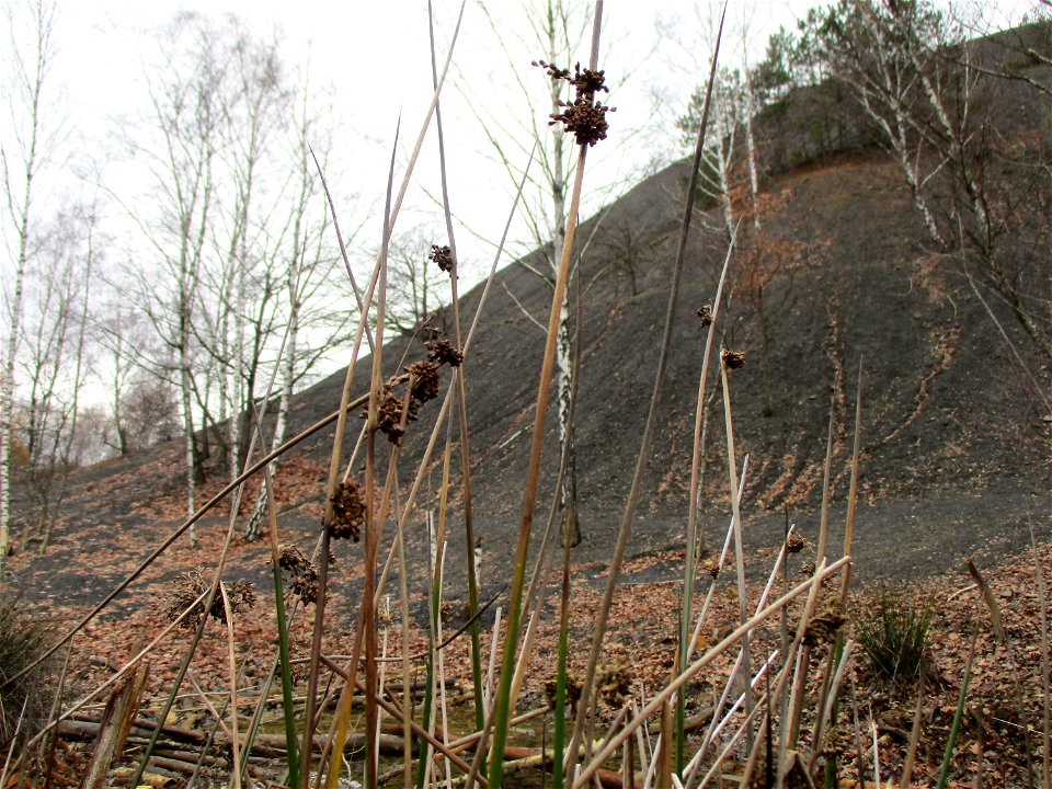 Flatter-Binse (Juncus effusus) an der Bergehalde Grühlingstraße in Jägersfreude