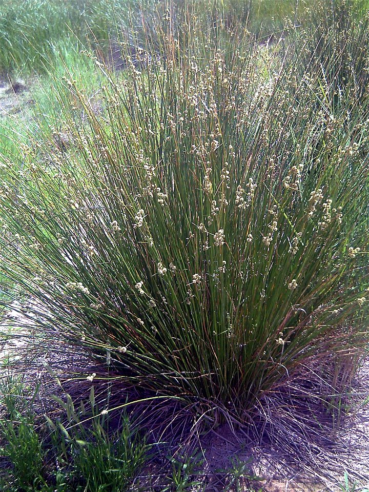 Juncus effusus habitus, Campo de Calatrava, Spain