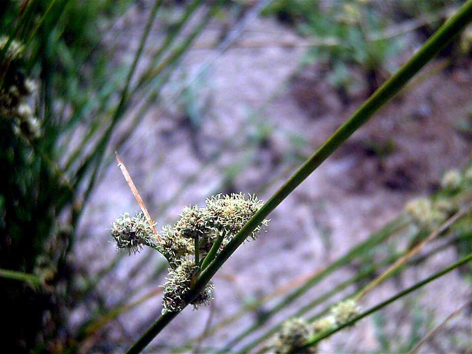 Juncus effusus flowers close up, Campo de Calatrava, Spain