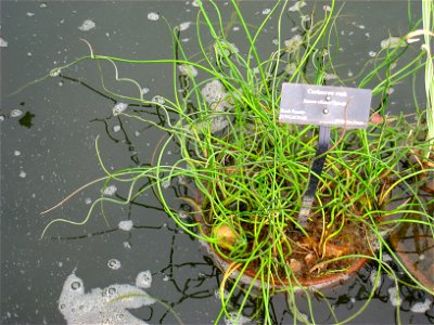 Juncus effusus 'Spiralis' - North Carolina Arboretum, Asheville, North Carolina, USA.