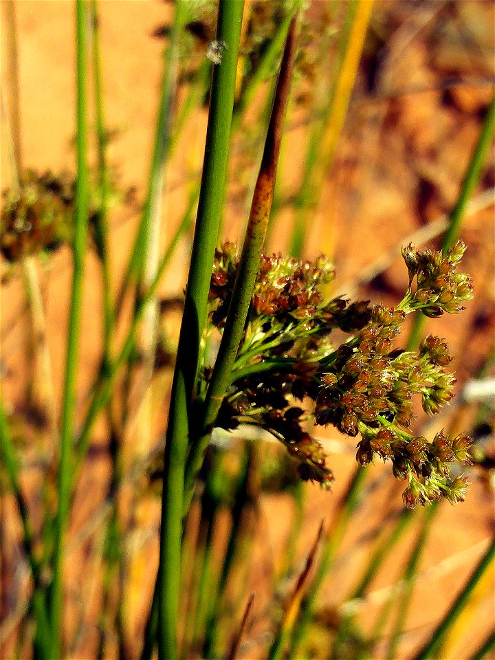 Juncus effusus flowers close up, Valle de Alcudia, Spain