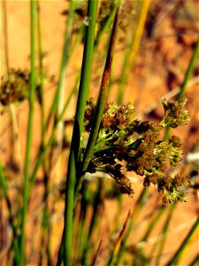 Juncus effusus flowers close up, Valle de Alcudia, Spain