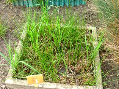 Juncus effusus specimen in the Botanischer Garten, Berlin-Dahlem (Berlin Botanical Garden), Berlin, Germany.