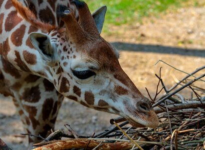 Animal world zoo animal