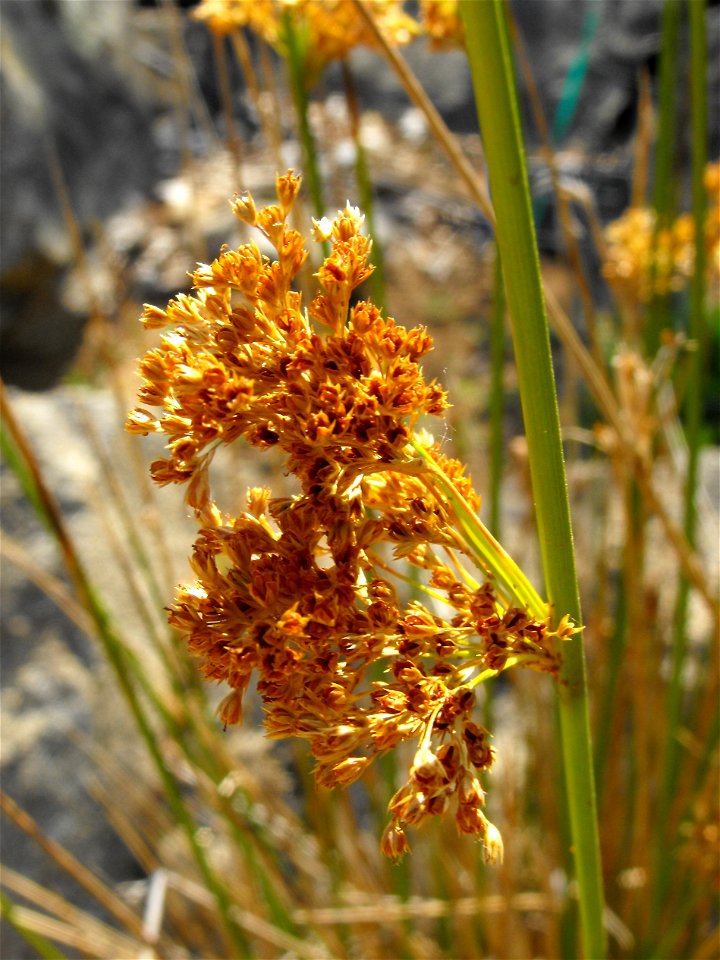 var. pacificus —  Soft rush, common rush.
At the San Diego Zoo Safari Park, Escondido, California.
Identified by sign.