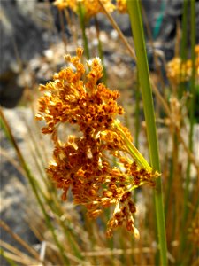 var. pacificus —  Soft rush, common rush.
At the San Diego Zoo Safari Park, Escondido, California.
Identified by sign.