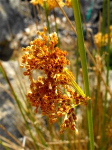 var. pacificus — Soft rush, common rush. At the San Diego Zoo Safari Park, Escondido, California. Identified by sign. photo