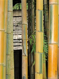 Phyllostachys edulis var. bicolor in the bambouseraie de Prafrance, Gard, France.