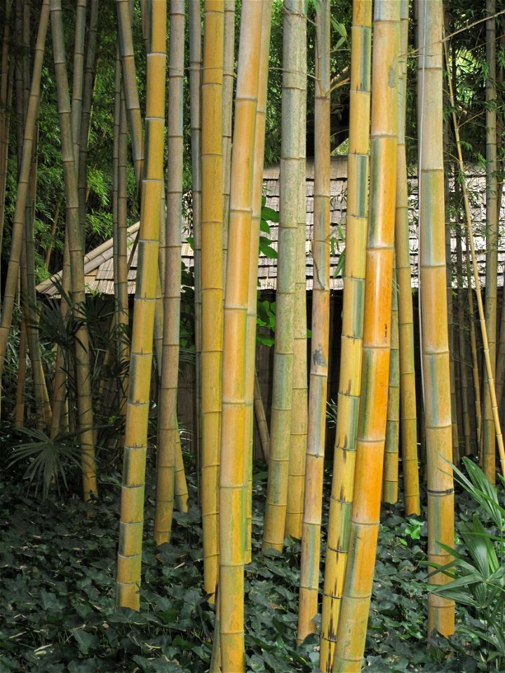 Phyllostachys edulis var. bicolor in the bambouseraie de Prafrance, Gard, France.