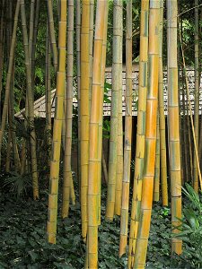 Phyllostachys edulis var. bicolor in the bambouseraie de Prafrance, Gard, France.