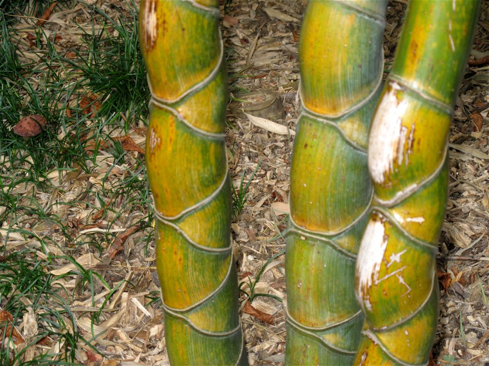 Phyllostachys heterocycla in the bambouseraie de Prafrance, Gard, France.