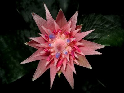 Achmea flower