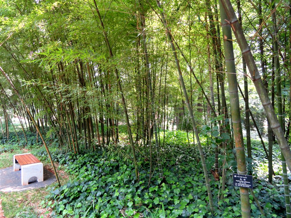 Plant specimen in the Kunming Botanical Garden, Kunming, Yunnan, China.