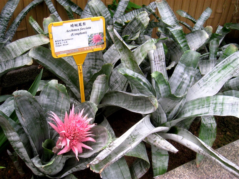 Aechmea fasciata. Plant specimen in the Hong Kong Zoological and Botanical Gardens, Hong Kong.