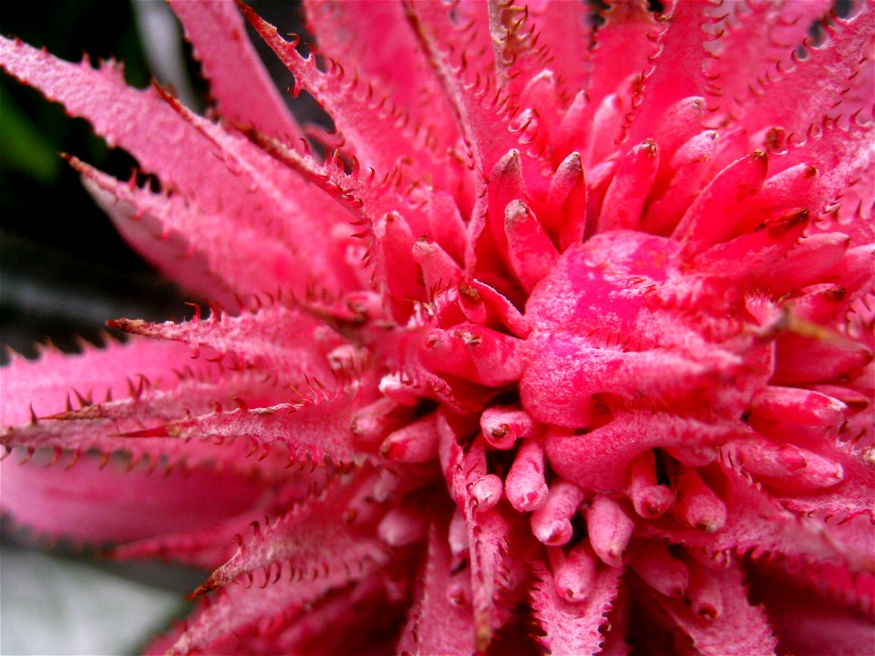 Aechmea fasciata. Plant specimen in the Hong Kong Zoological and Botanical Gardens, Hong Kong.