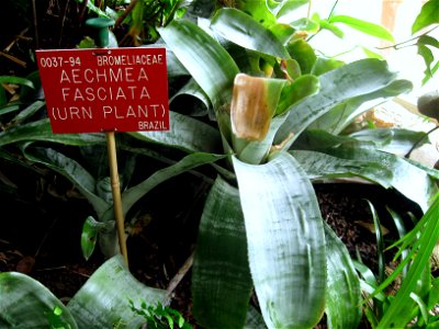 Aechmea fasciata photographed at Durham University Botanic Garden on 3 June 2009. photo