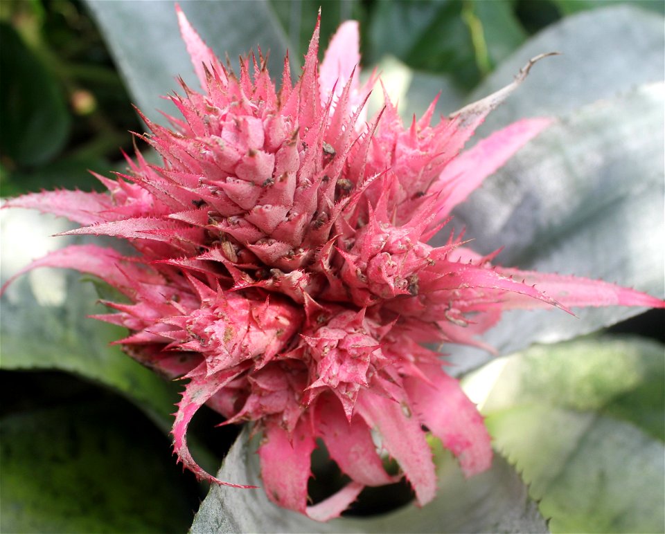  ; Flowers, trees, and other plant stuff
Flowering Plant from Brazil. Aechmea fasciata.