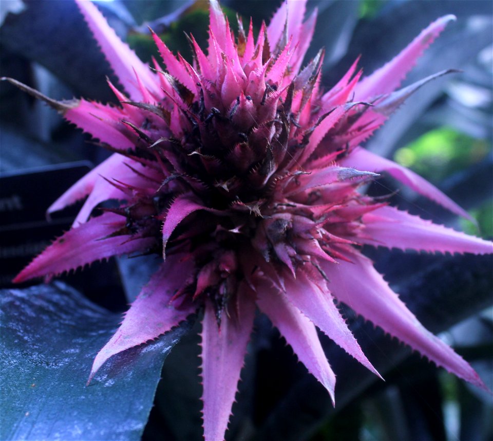  ; Flowers, trees, and other plant stuff
A purple flowering plant from Brazil. Aechmea fasciata.