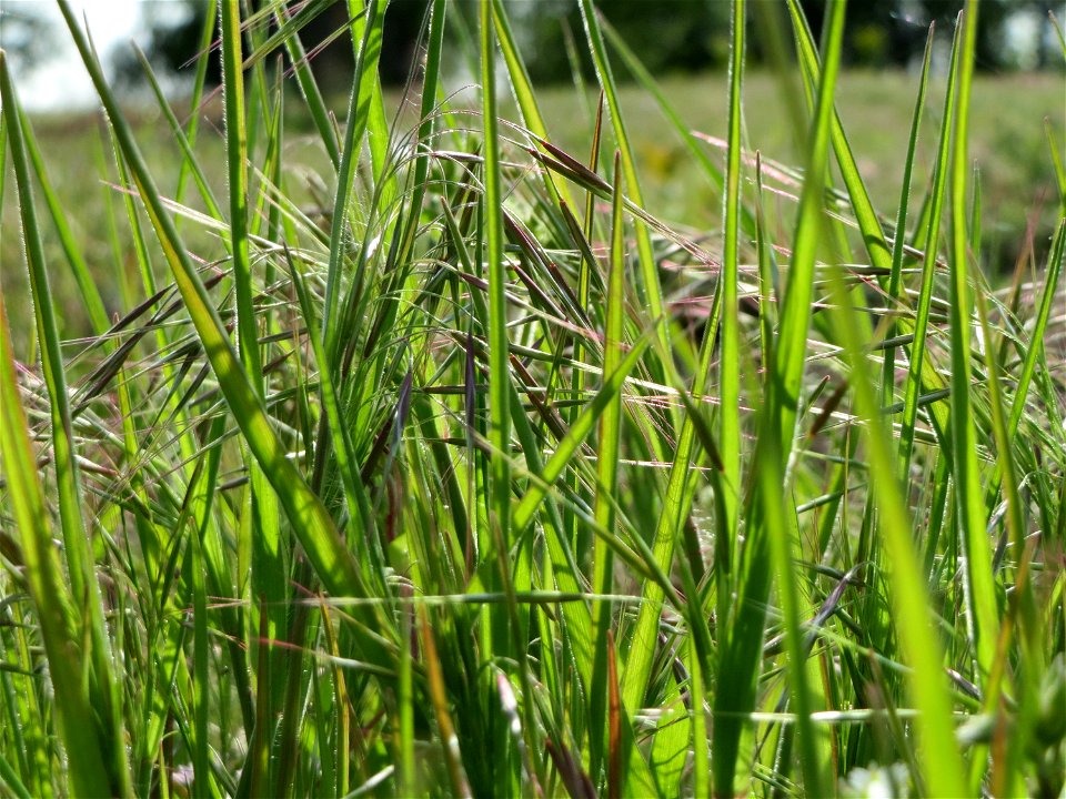 Dach-Trespe (Bromus tectorum) in Hockenheim