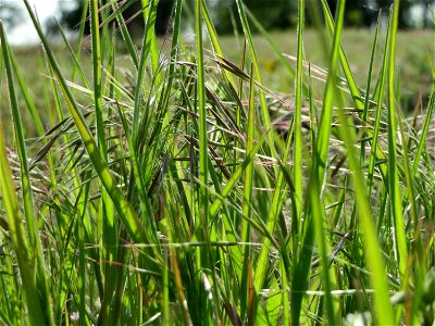 Dach-Trespe (Bromus tectorum) in Hockenheim
