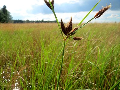 Gewöhnliche Strandsimse (Bolboschoenus maritimus) im Naturschutzgebiet Bachwiesen/Leopoldswiesen im Hockenheimer Rheinbogen