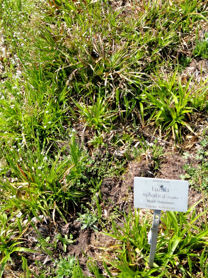 Luzula sylvatica specimen in the Botanischer Garten München-Nymphenburg, Munich, Germany.
