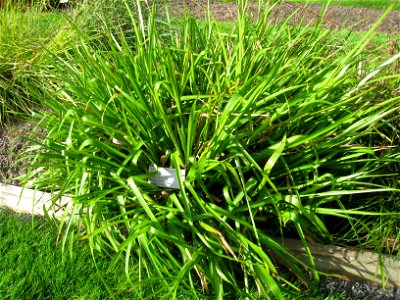 Luzula sylvatica - Oslo botanical garden, Oslo, Norway.