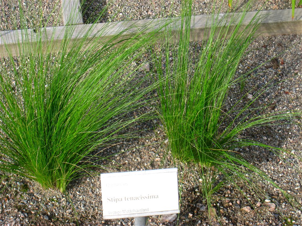 Stipa tenacissima - Oslo botanical garden, Oslo, Norway.