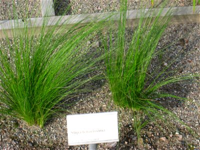 Stipa tenacissima - Oslo botanical garden, Oslo, Norway.