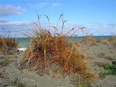 Pīngao (Ficinia spiralis) on Kaitorete Spit in the South Island of New Zealand.