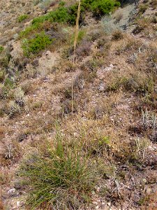 Stipa tenacissima habit, in Sierra de Alfacar y Víznar, Granada, Spain.