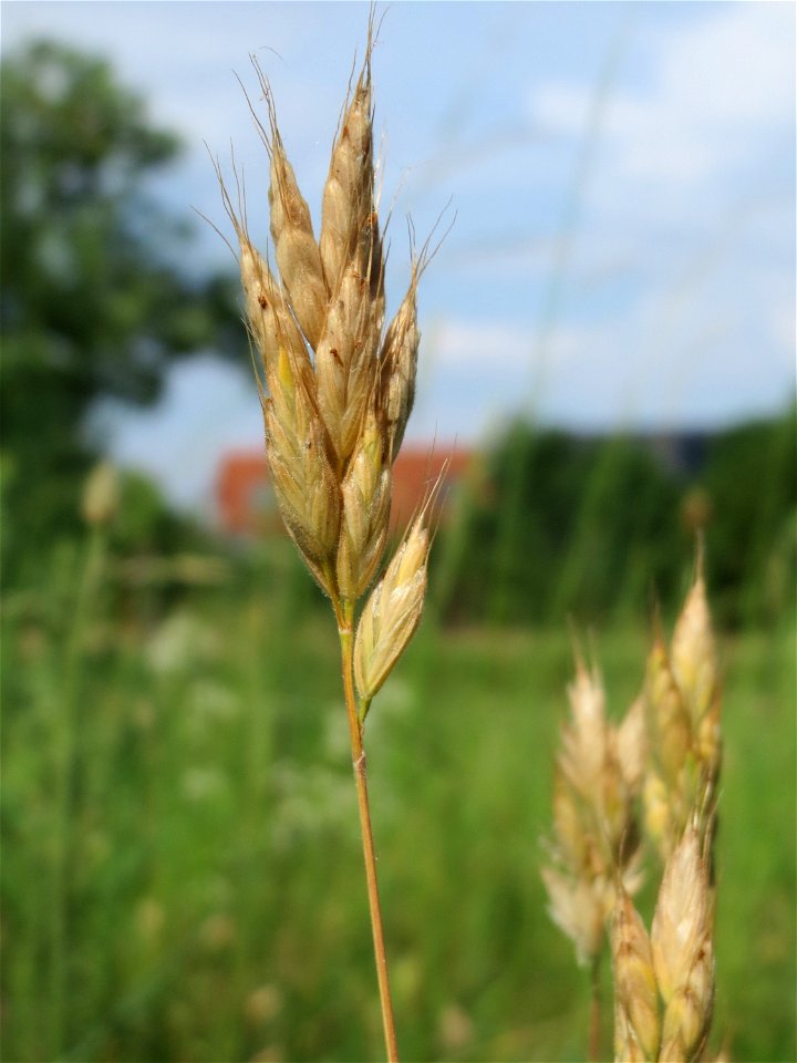 Weiche Trespe (Bromus hordeaceus) auf einer Streuobstwiese in Hockenheim