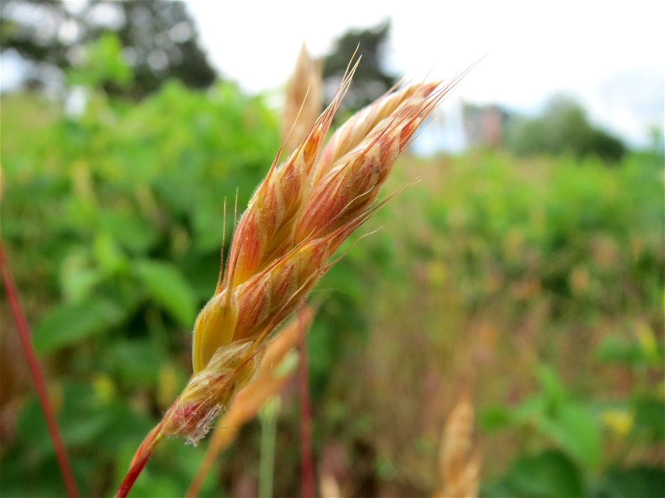 Weiche Trespe (Bromus hordeaceus) an der Friedenshöhe (Naturschutzgebiet „Oftersheimer Dünen“)