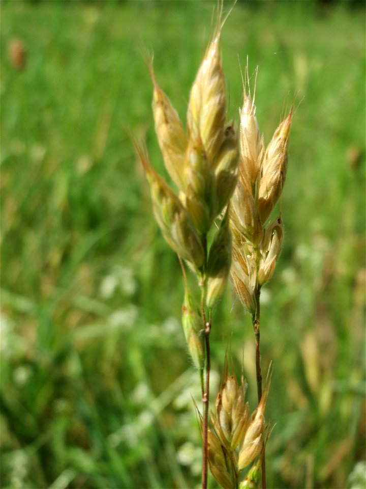 Weiche Trespe (Bromus hordeaceus) auf einer Streuobstwiese in Hockenheim