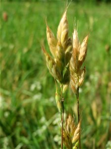 Weiche Trespe (Bromus hordeaceus) auf einer Streuobstwiese in Hockenheim