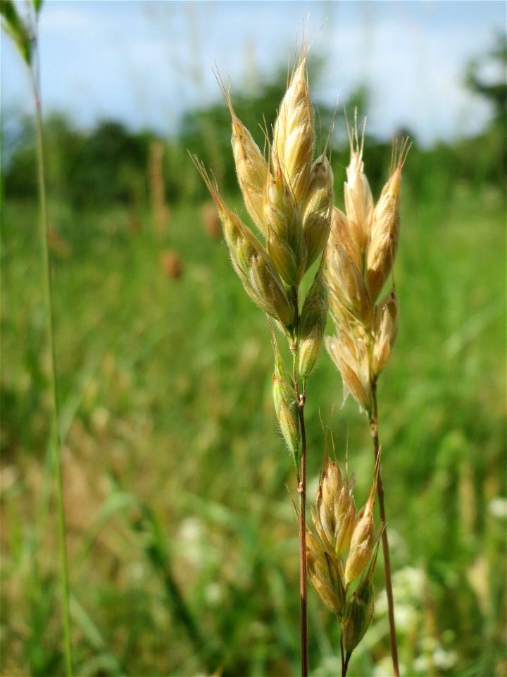 Weiche Trespe (Bromus hordeaceus) auf einer Streuobstwiese in Hockenheim