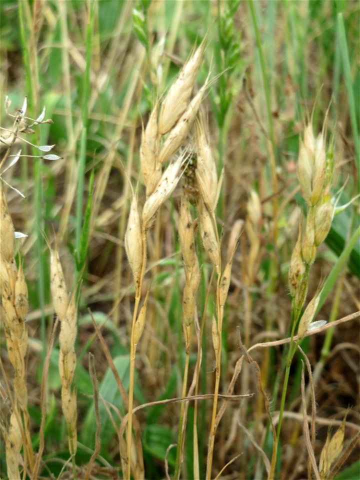 Weiche Trespe (Bromus hordeaceus) auf einer Wiese zum Schutz der Haubenlerche am Stadtrand von Hockenheim