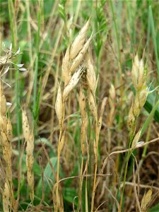 Weiche Trespe (Bromus hordeaceus) auf einer Wiese zum Schutz der Haubenlerche am Stadtrand von Hockenheim