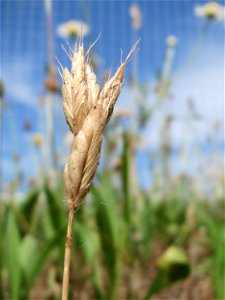 Weiche Trespe (Bromus hordeaceus) auf einer Wiese zum Schutz der Haubenlerche beim Dänischen Lager bei Hockenheim