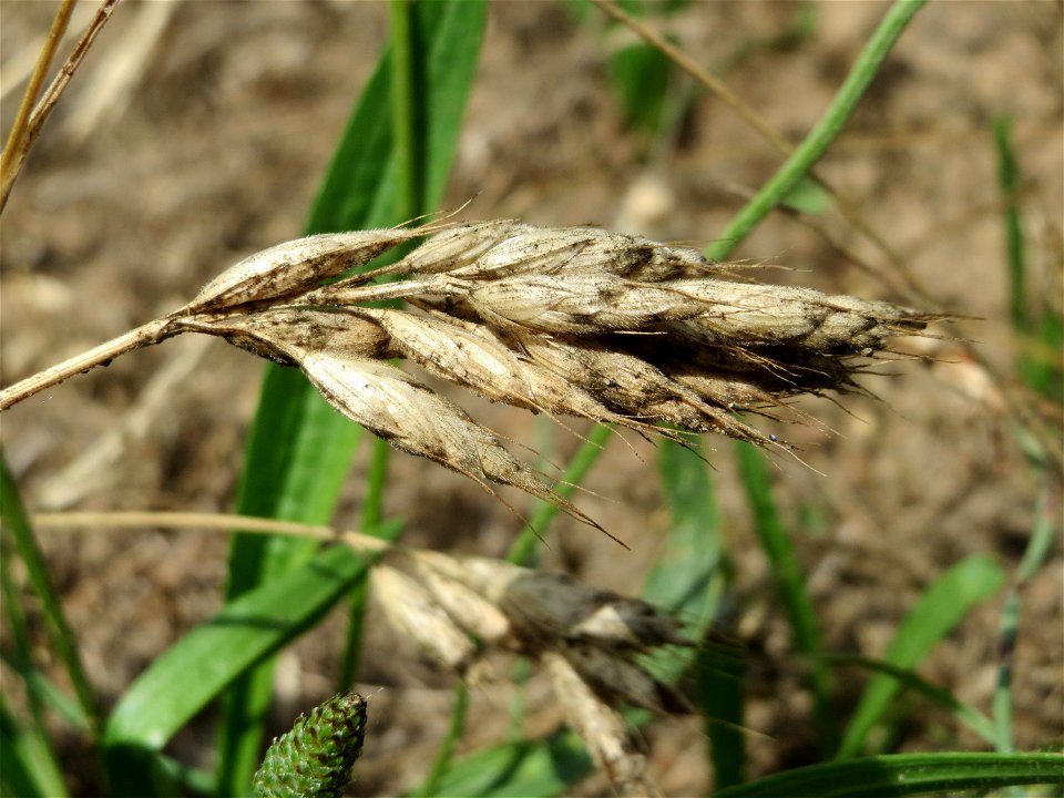 Weiche Trespe (Bromus hordeaceus) auf einer Wiese zum Schutz der Haubenlerche beim Dänischen Lager bei Hockenheim